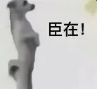 小狗喊到表情包